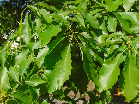 Chestnut Oak  10 Seeds  Quercus montana