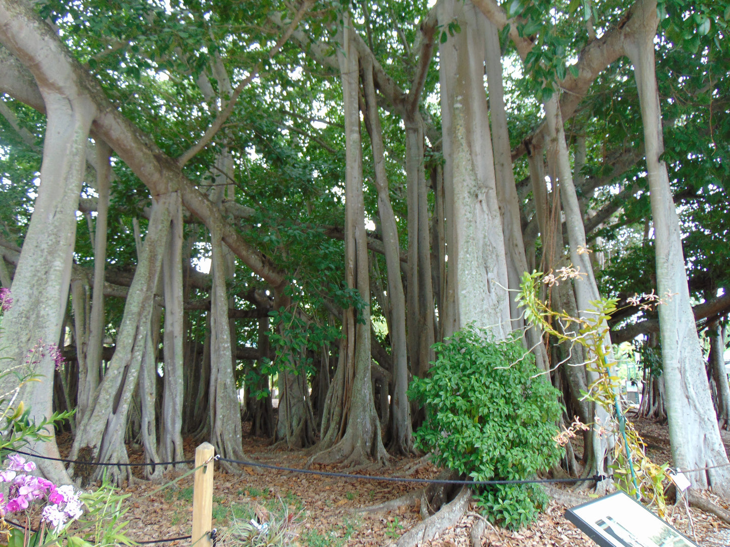 Banyan Fig Ficus benghalensis 100 Seeds  USA Company