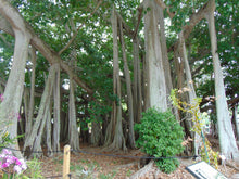 Load image into Gallery viewer, Banyan Fig Ficus benghalensis 500 Seeds