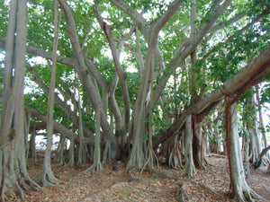 Banyan Fig Ficus benghalensis 500 Seeds