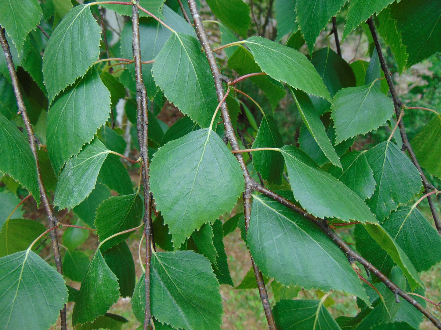 Silver Birch White Birch Betula Pendula 100 Seeds