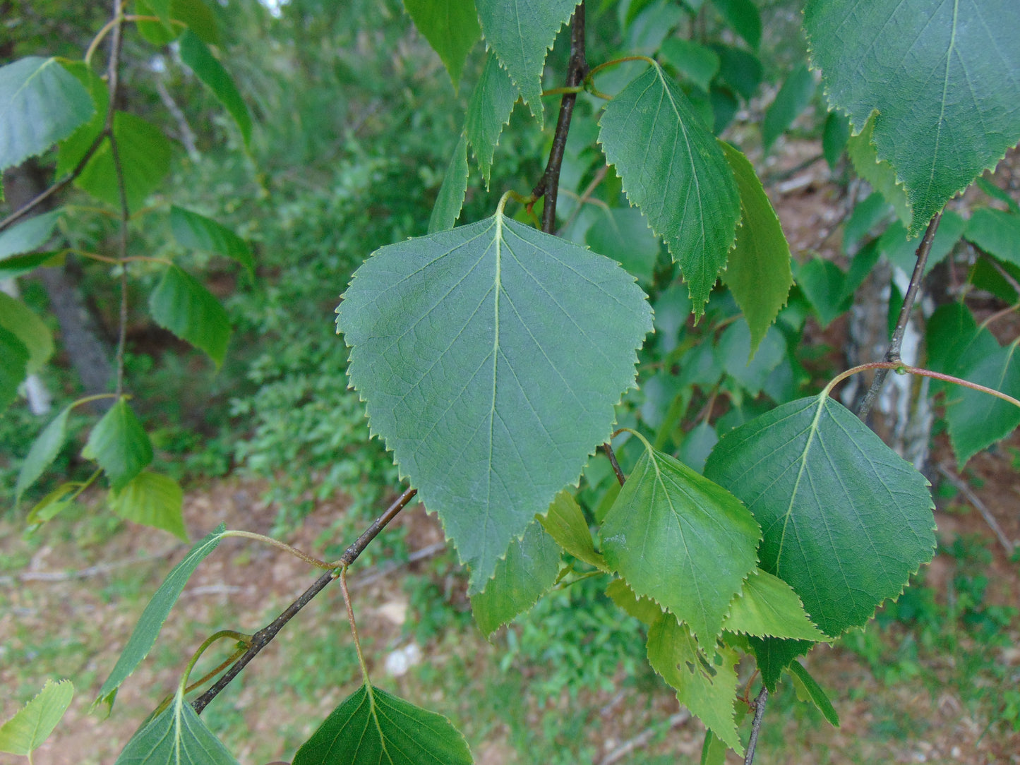 Silver Birch White Birch Betula Pendula 100 Seeds