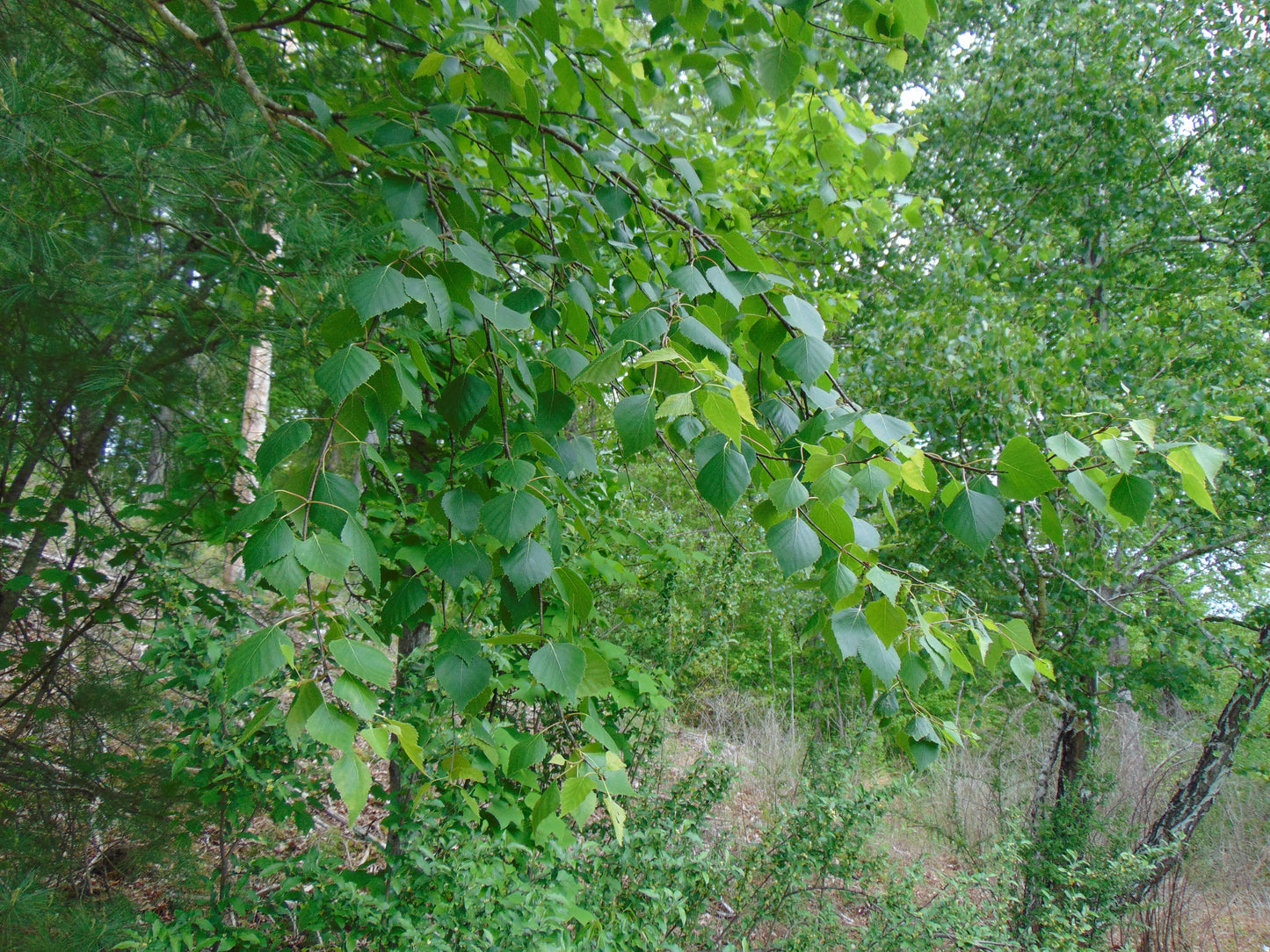 Silver Birch White Birch Betula Pendula 100 Seeds