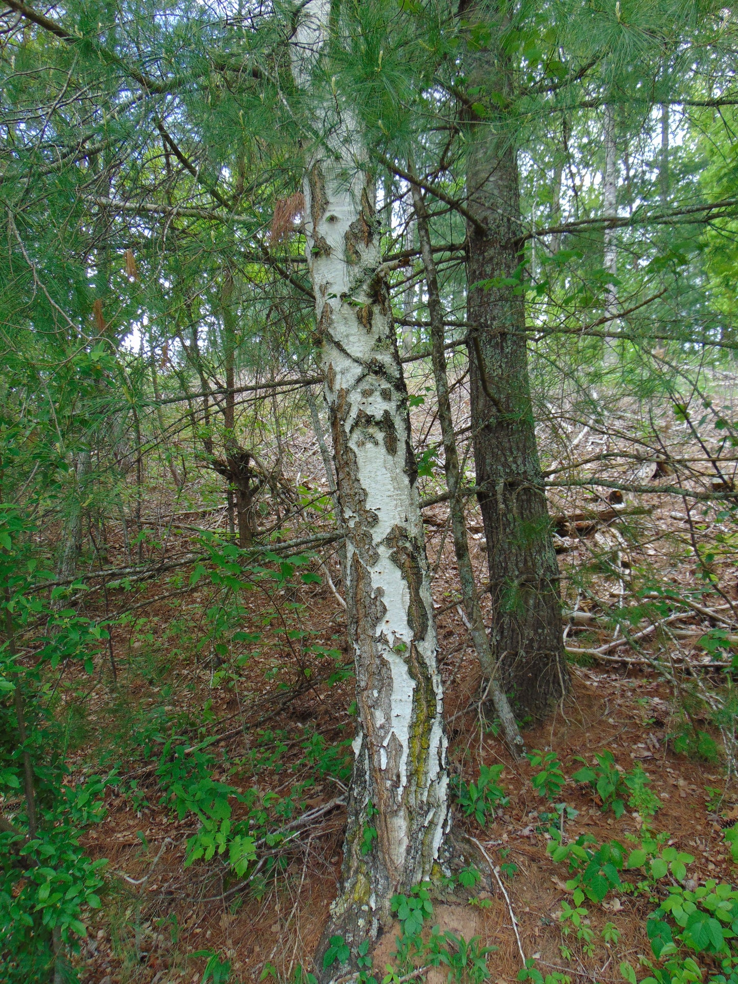 Silver Birch White Birch Betula Pendula 100 Seeds