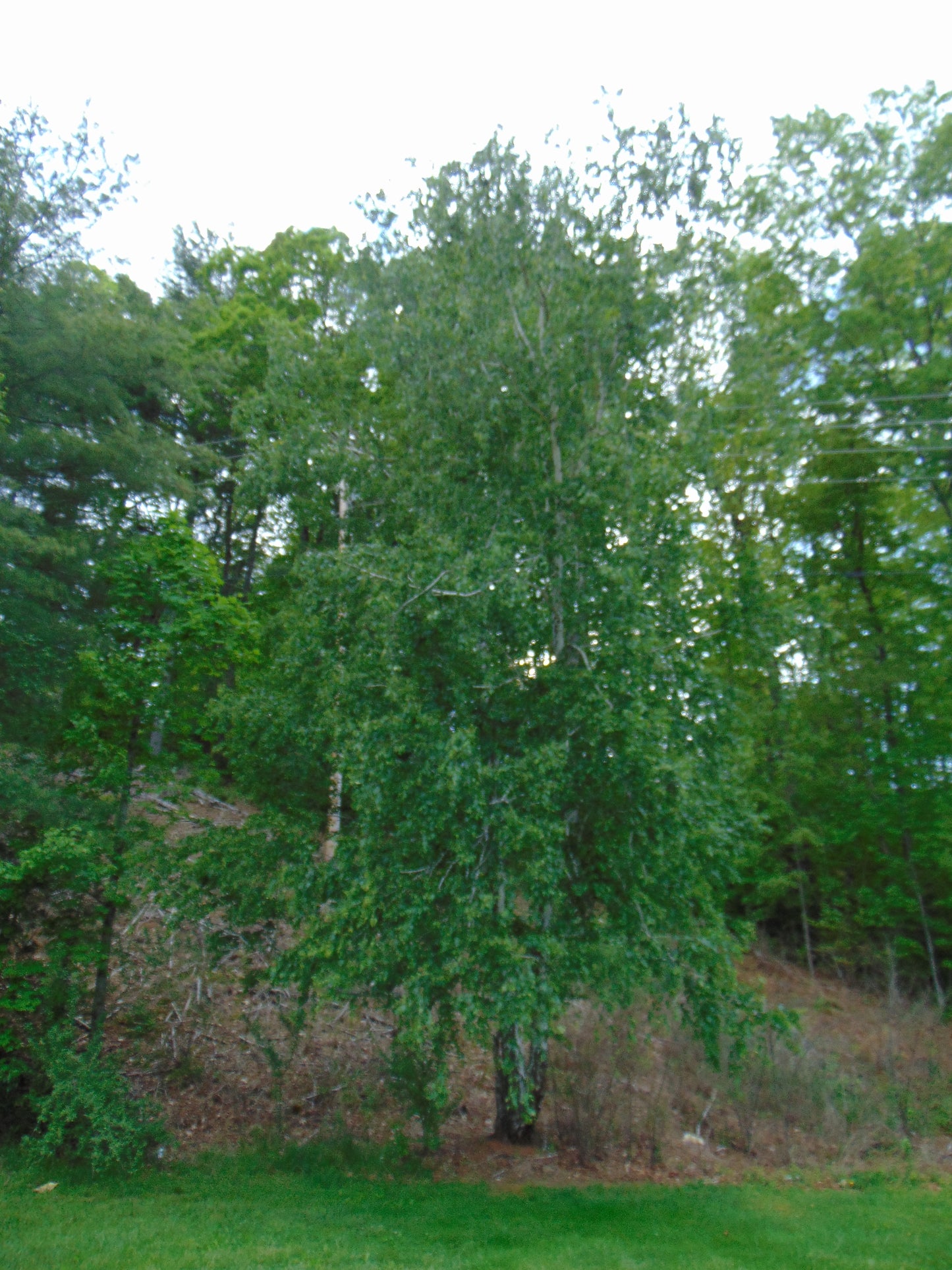 Silver Birch White Birch Betula Pendula 100 Seeds