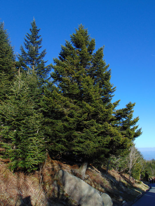 Red Spruce   10 Seeds   Picea rubens