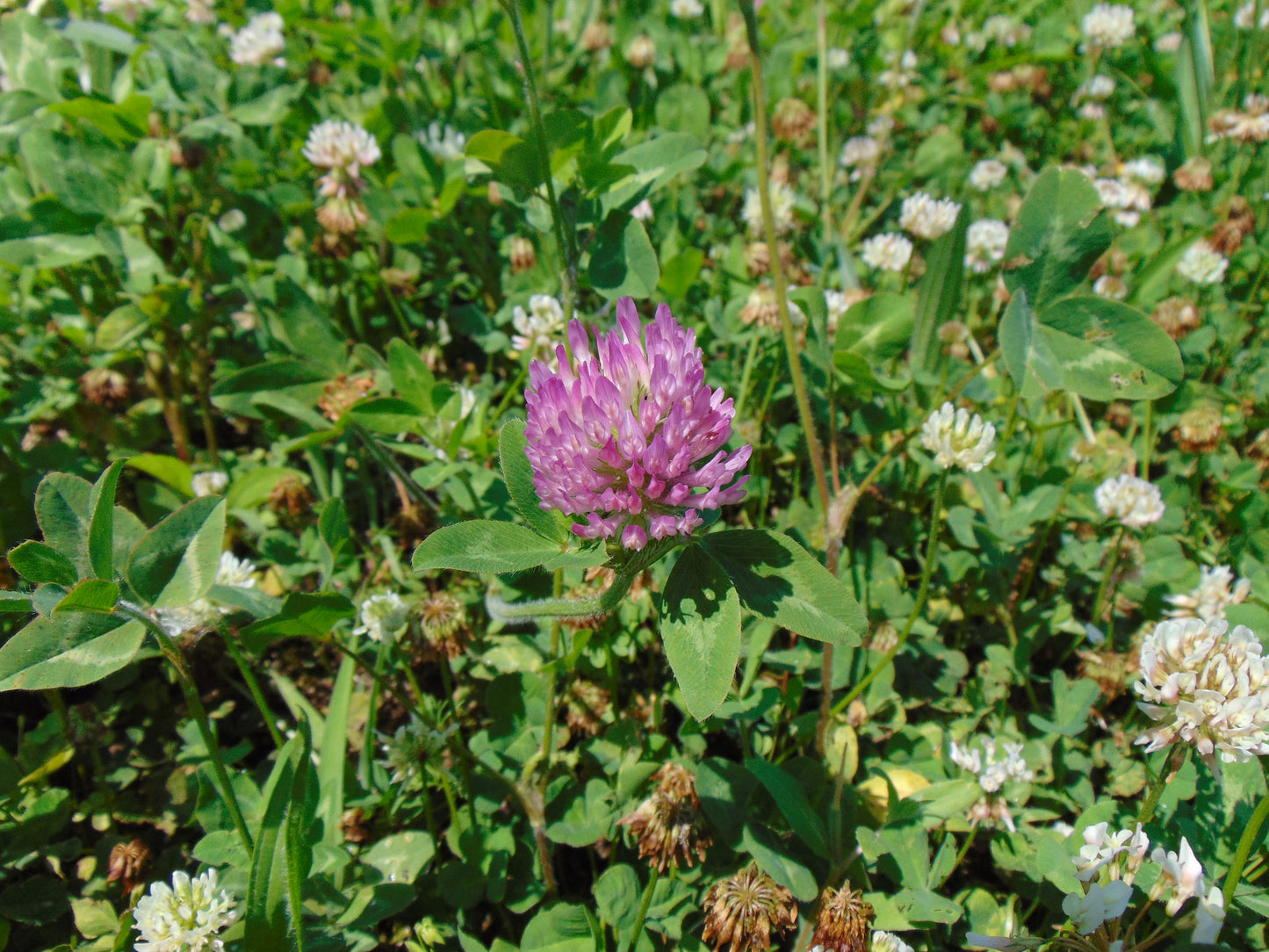 Red Clover 100 Seeds  Trifolium pratense