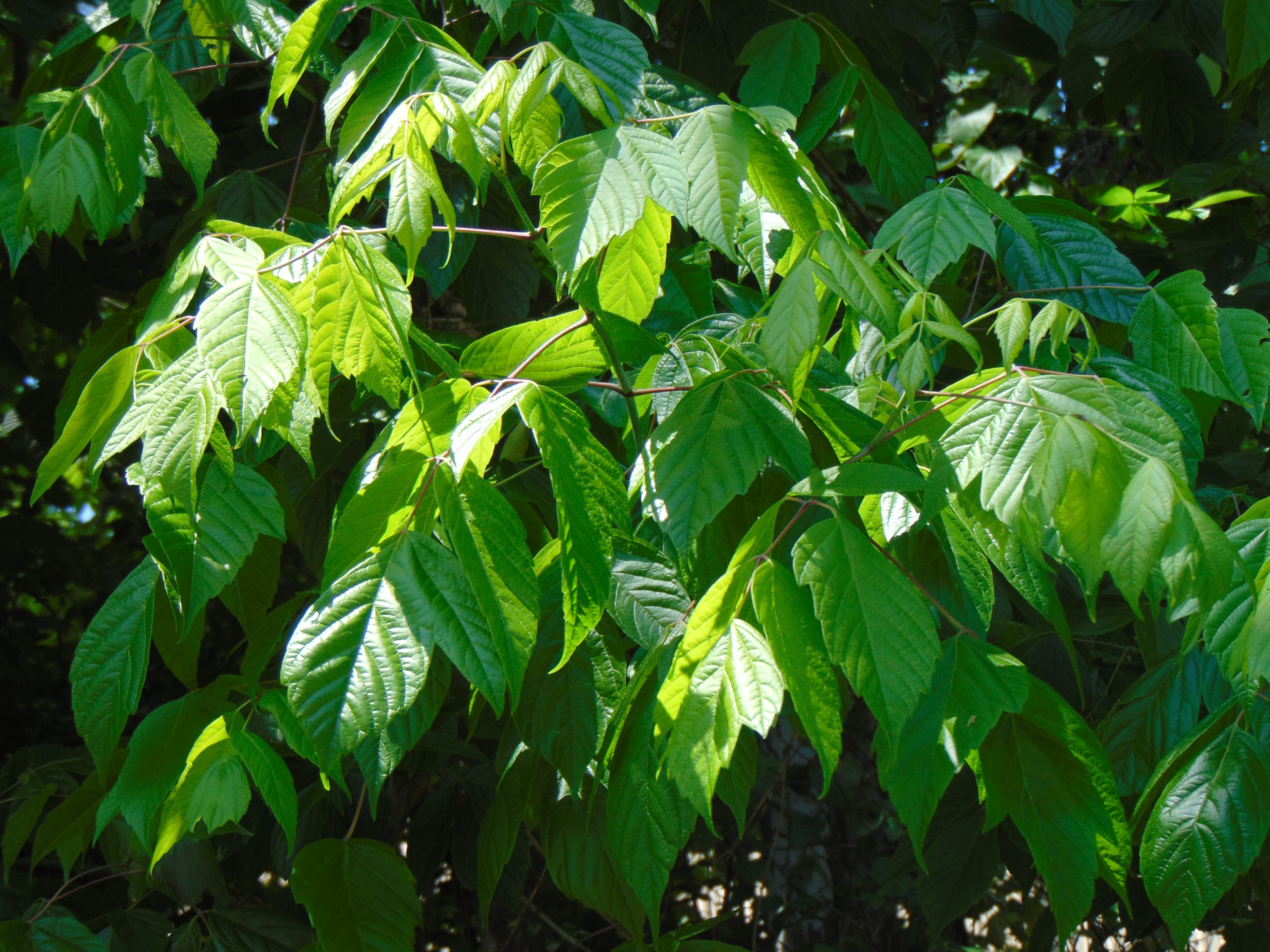 Boxelder Boxelder Acer negundo 10 Seeds – R&B Floridaseeds