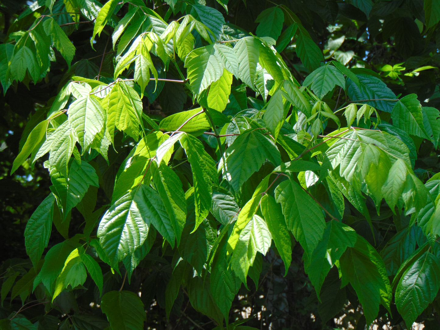 Boxelder Acer negundo 100 Seeds