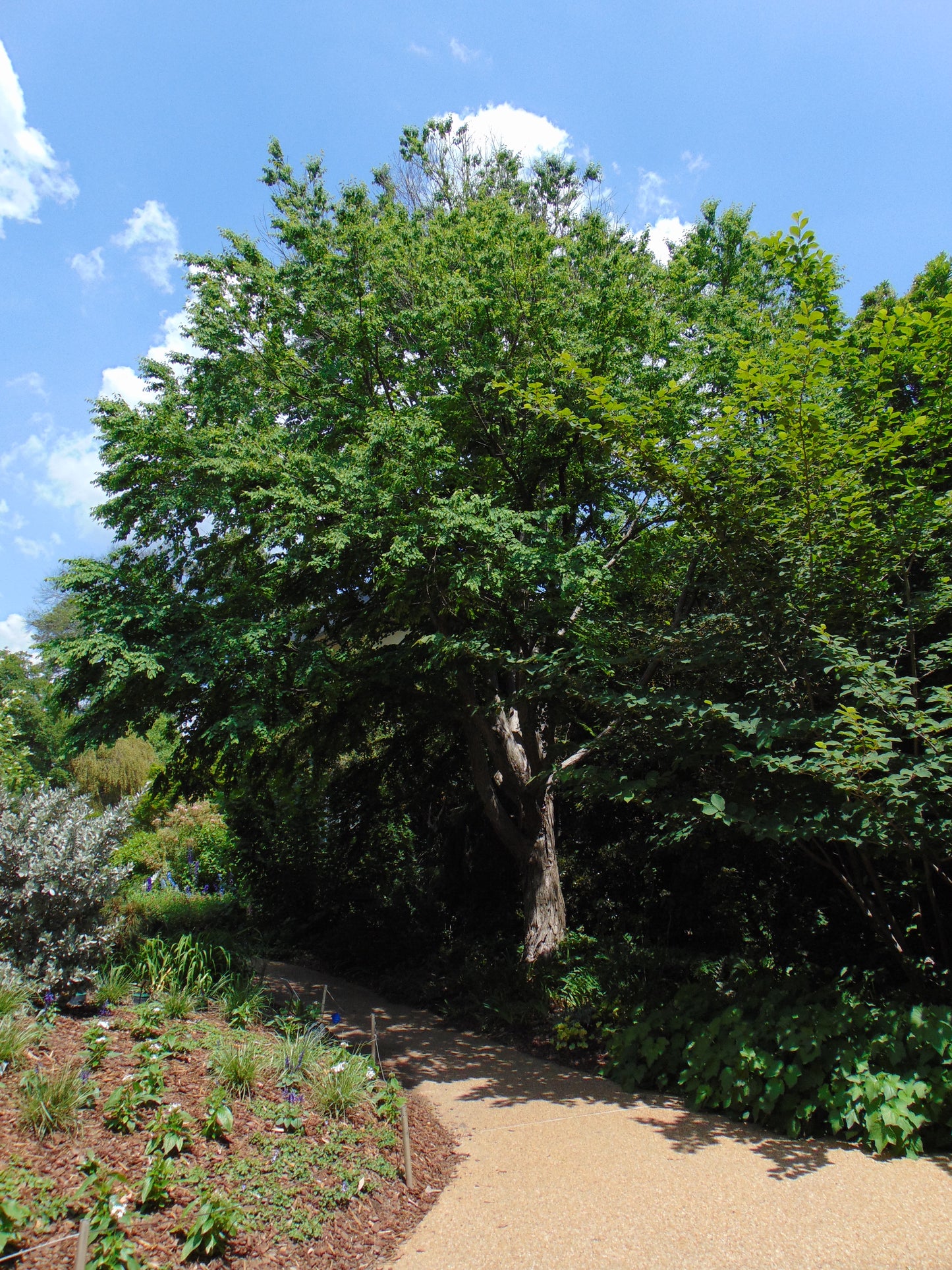 Katsura Tree  2300 Seeds  1 Gram  Cercidiphyllum japonicum