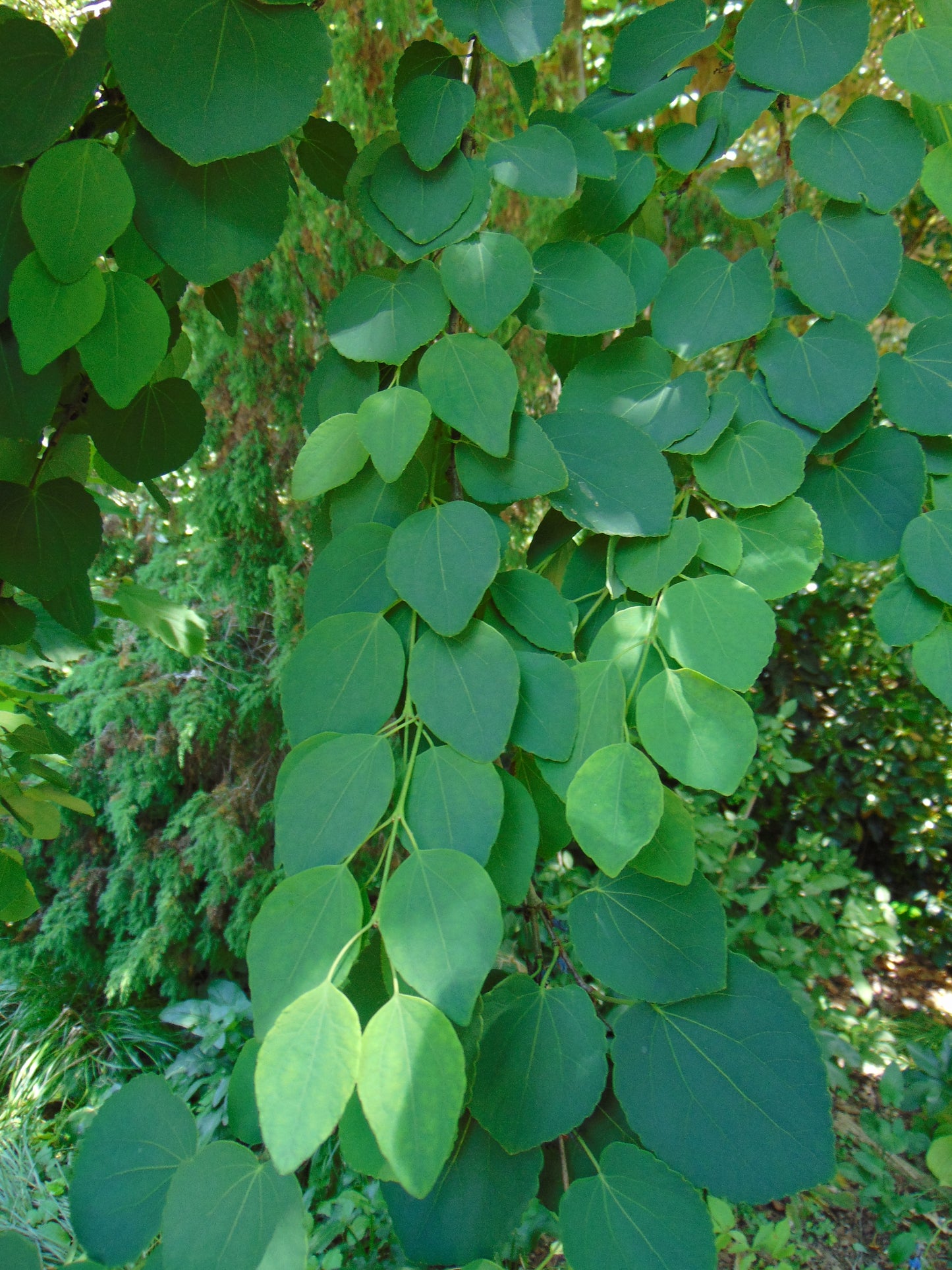 Katsura Tree  350 Seeds  Cercidiphyllum japonicum