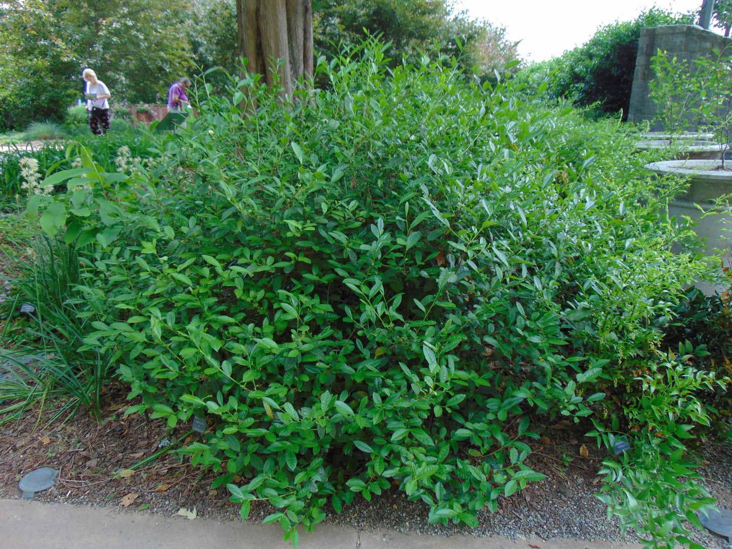 Tea Plant  5 Seeds  Camellia sinensis