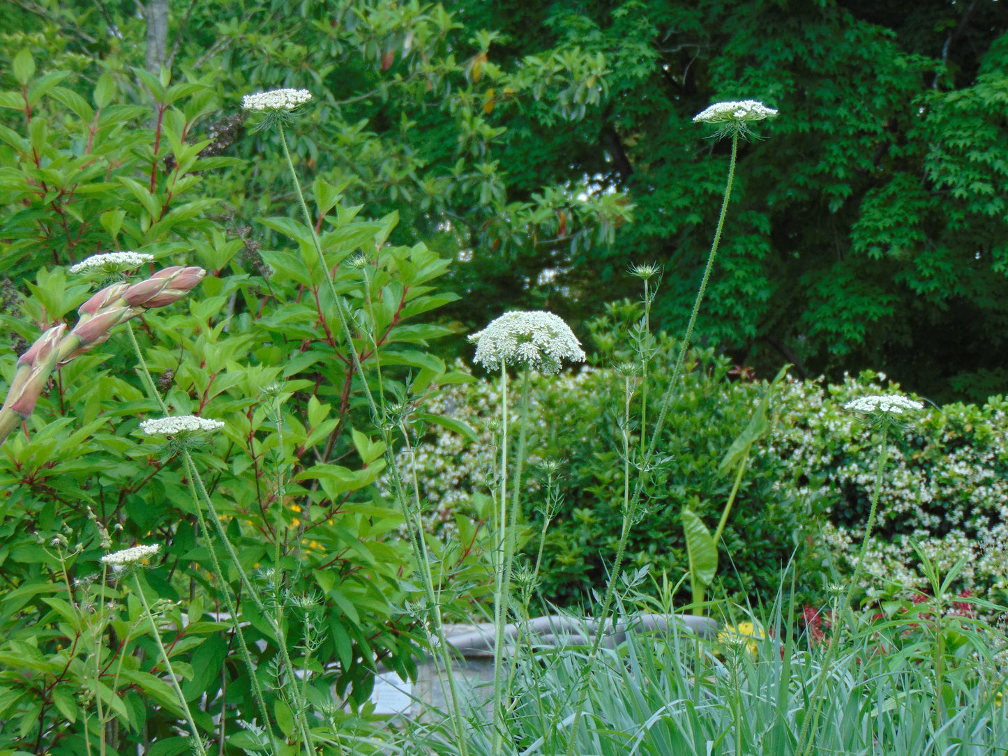 Queen Anne’s Lace  100 Seeds  Daucus carota