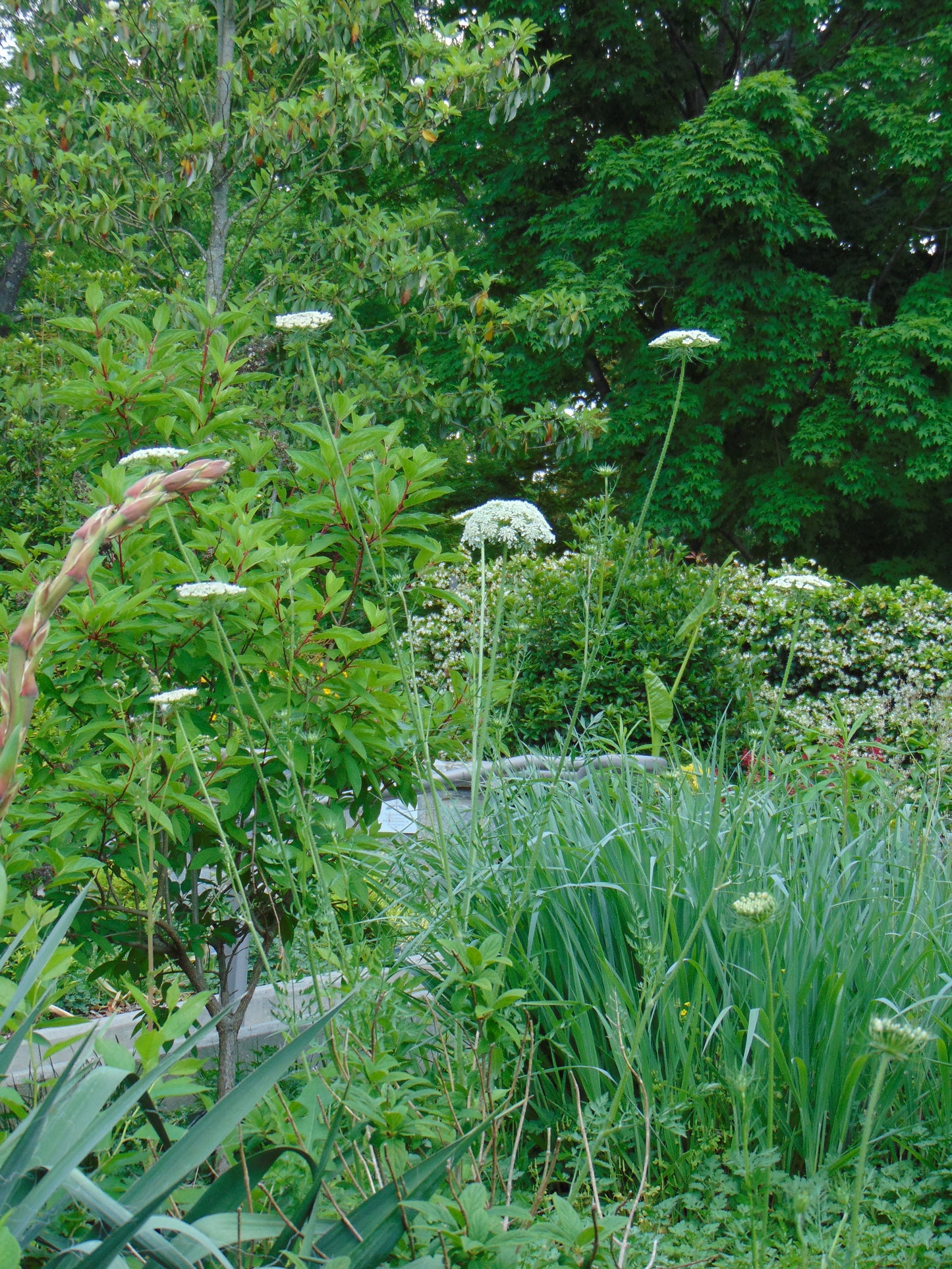 Queen Anne’s Lace  100 Seeds  Daucus carota