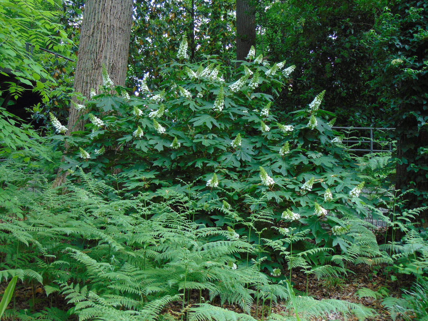 Oakleaf Hydrangea Hydrangea quercifolia 100 Seeds