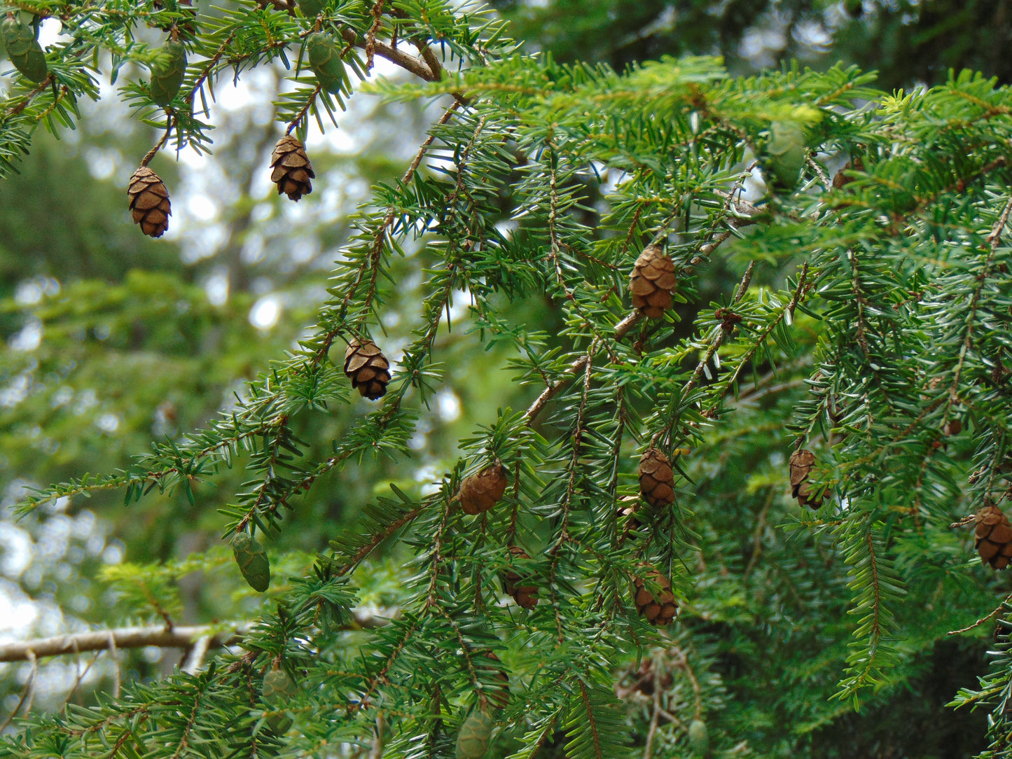 Eastern Hemlock  20 Seeds  Tsuga canadensis