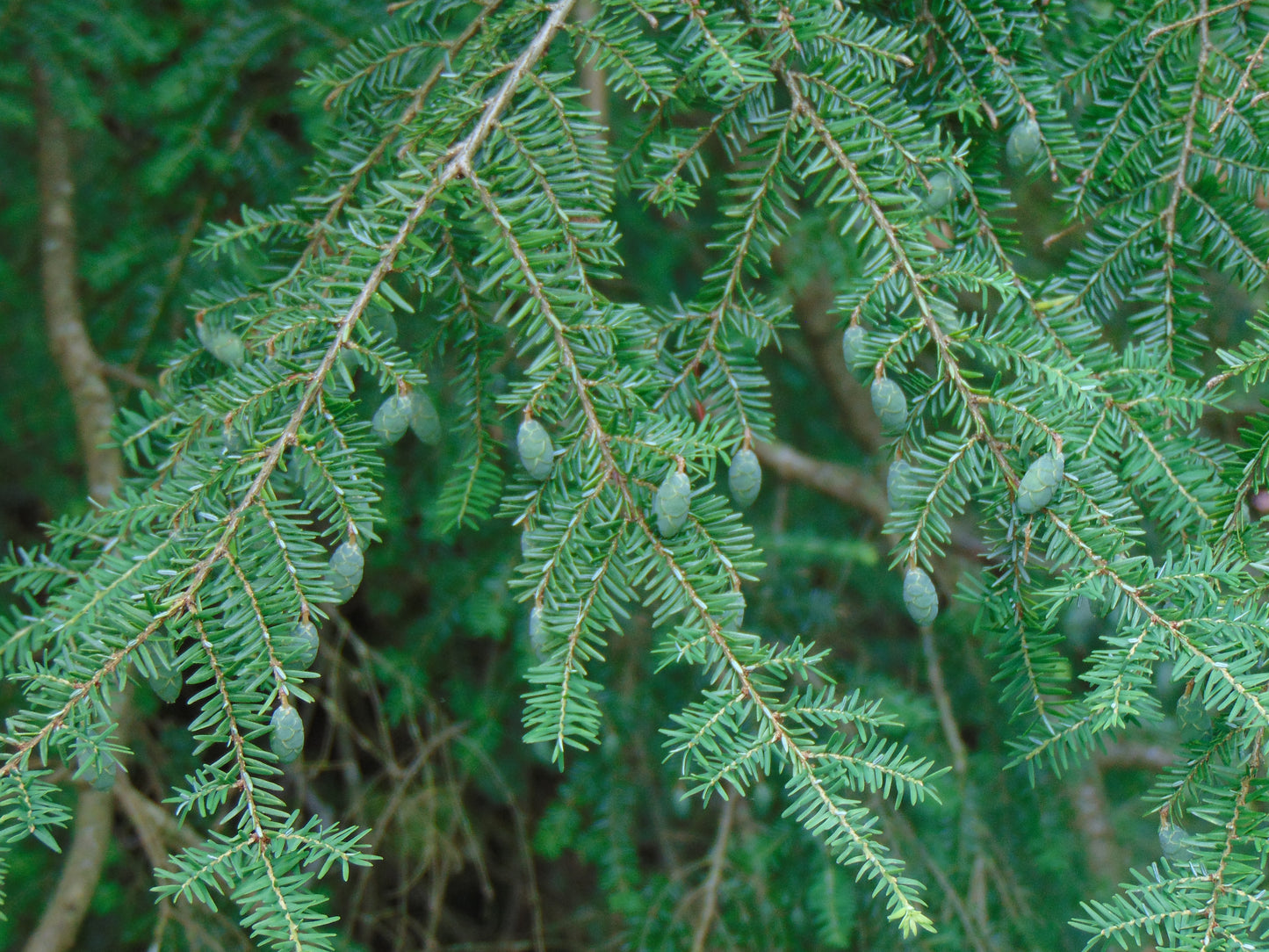 Eastern Hemlock  20 Seeds  Tsuga canadensis