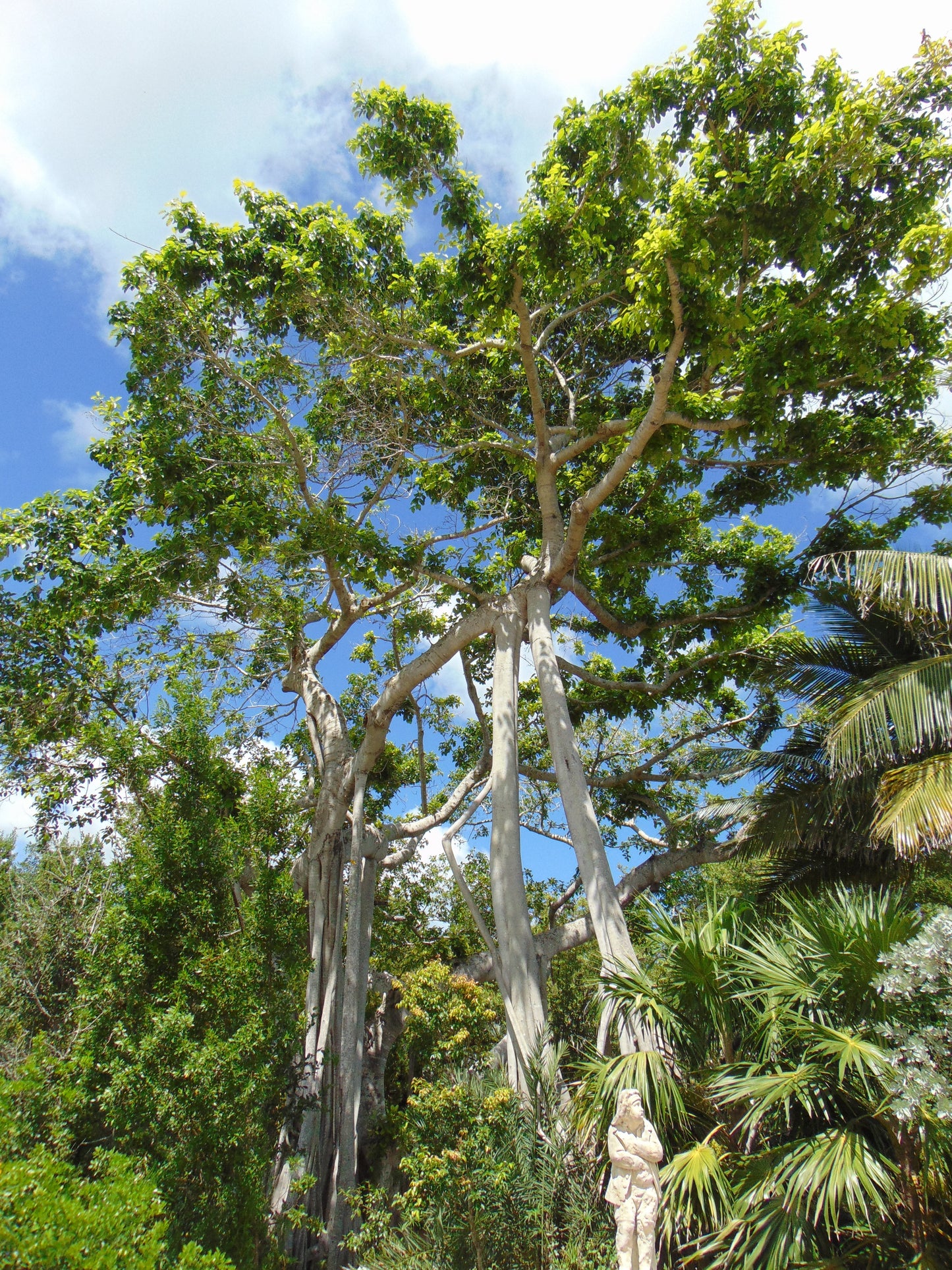 Banyan Fig Ficus benghalensis 100 Seeds  USA Company