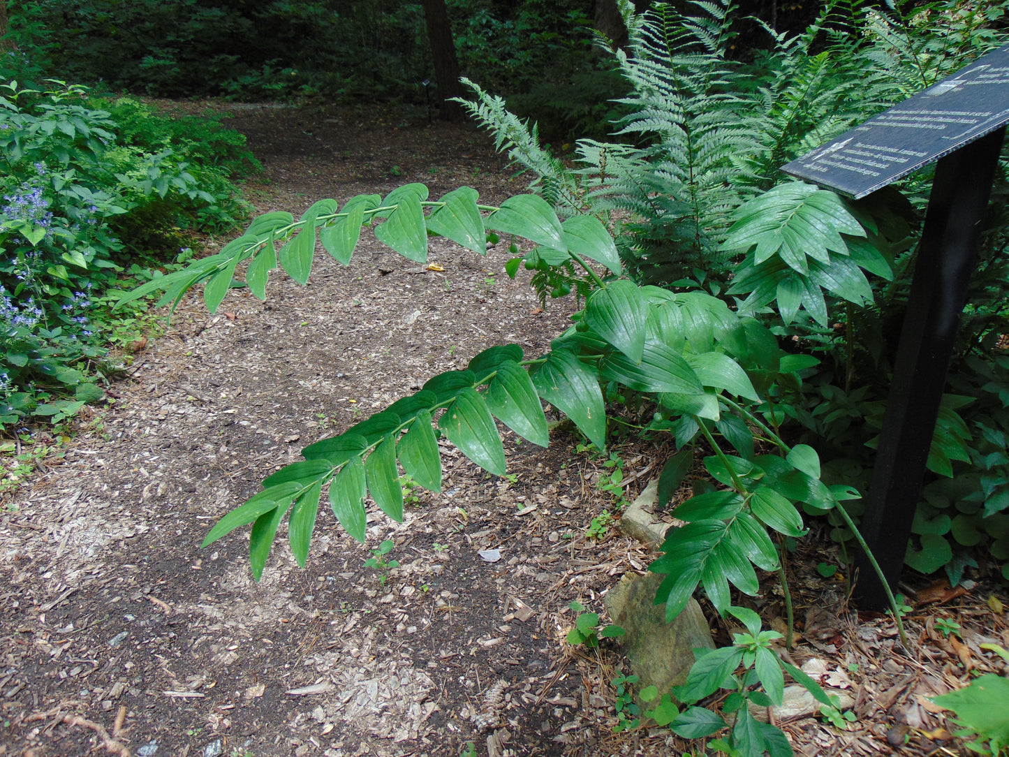 Solomon’s Seal   10 Seeds   Polygonatum biflorum