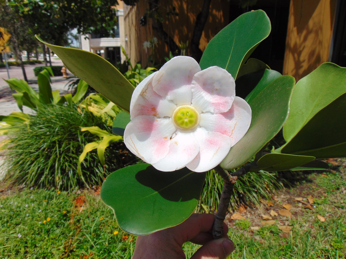 Pitch Apple   5 Seeds   Clusia Rosea