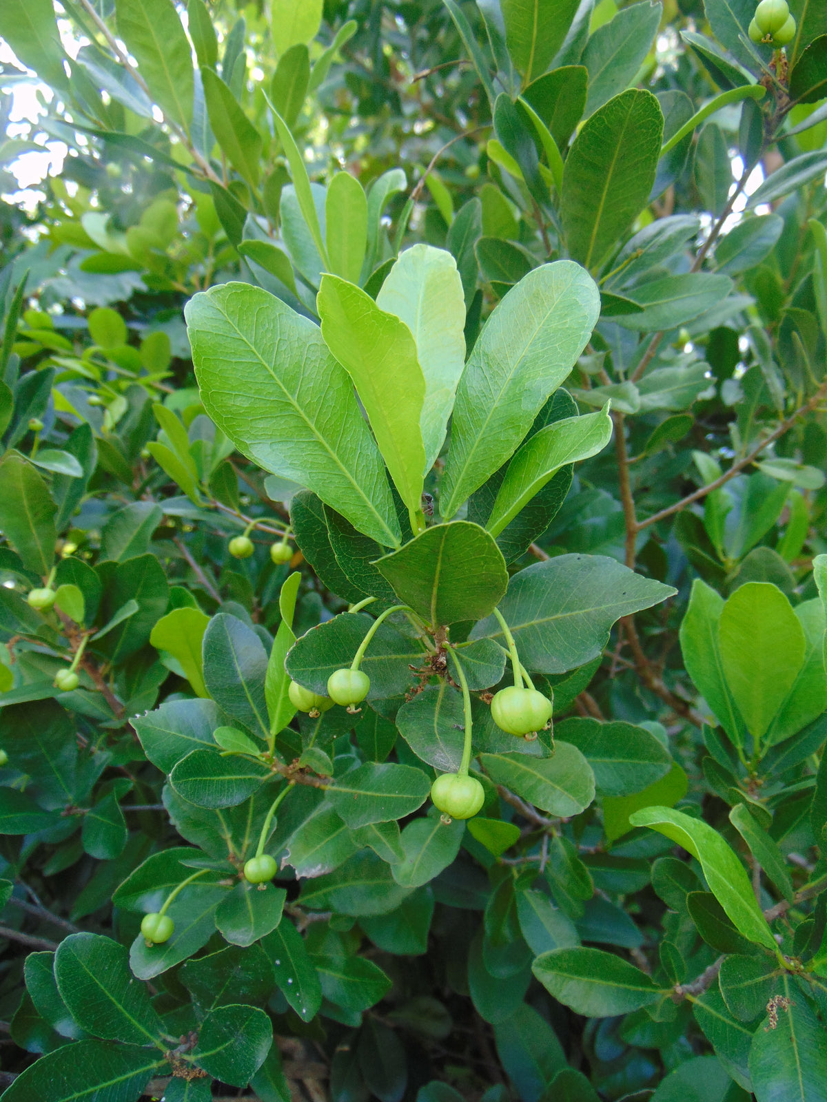 Oysterwood   5 Seeds   Gymnanthes lucida