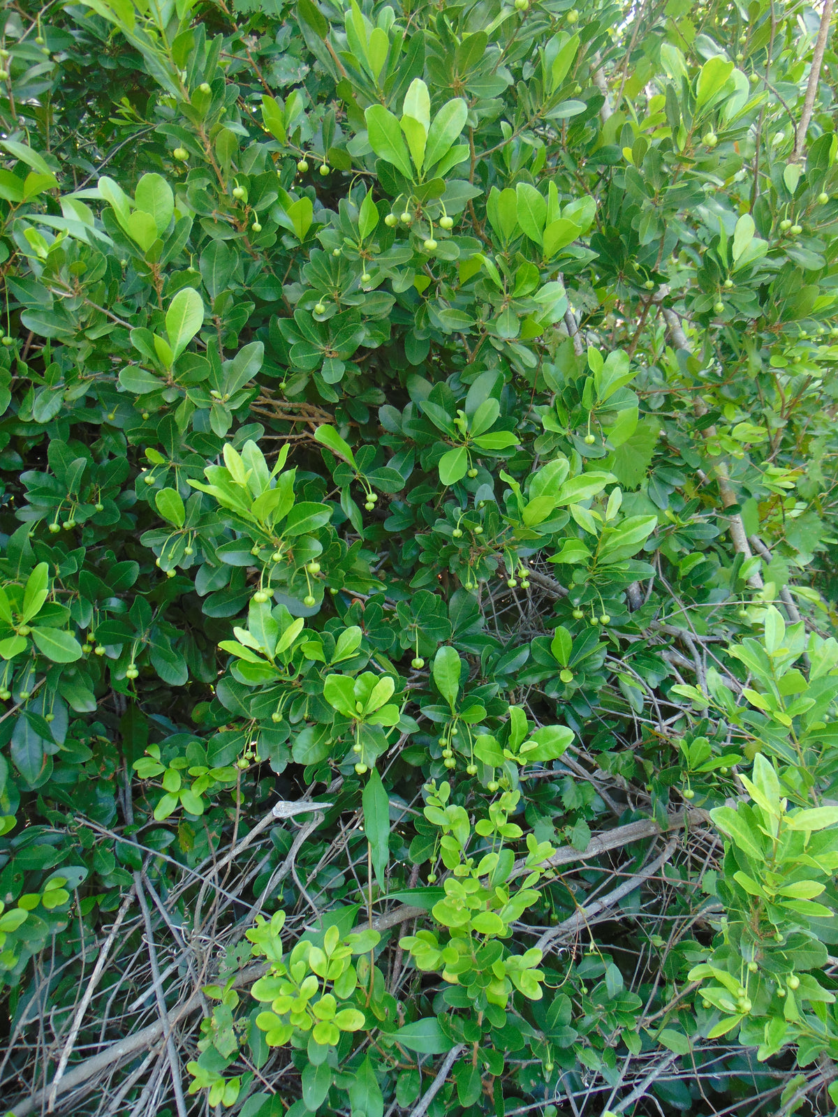 Oysterwood   5 Seeds   Gymnanthes lucida