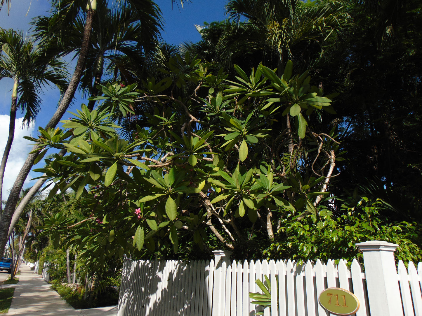 Frangipani 20 Seeds  Plumeria rubra  USA Company