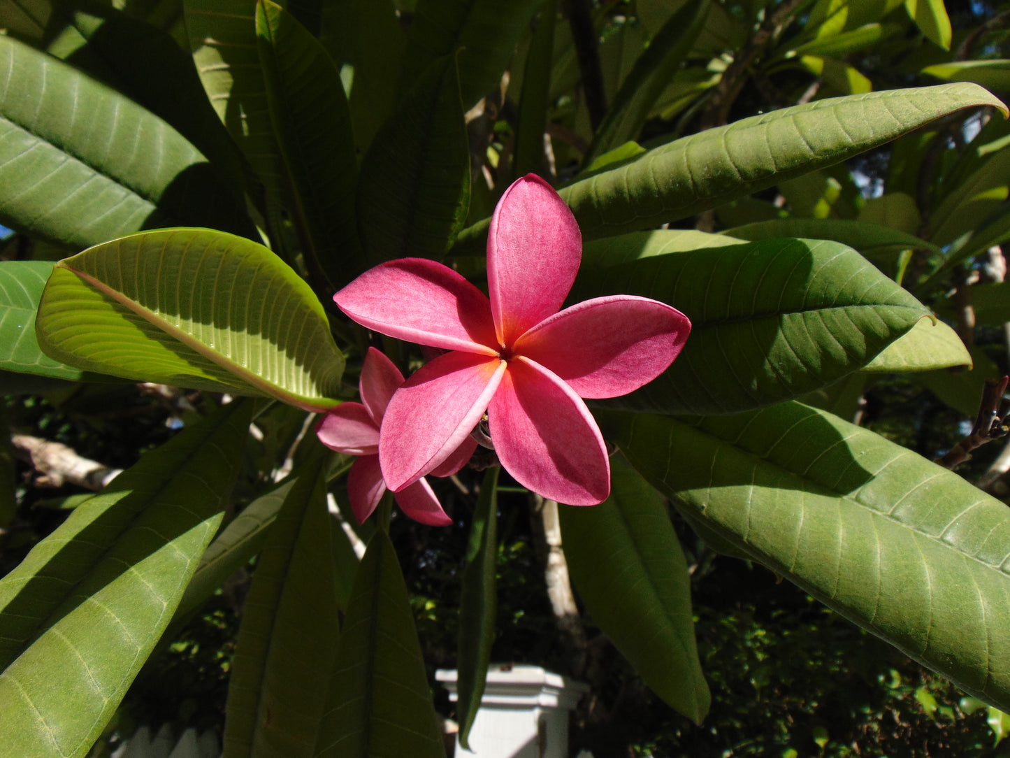 Frangipani 20 Seeds  Plumeria rubra  USA Company