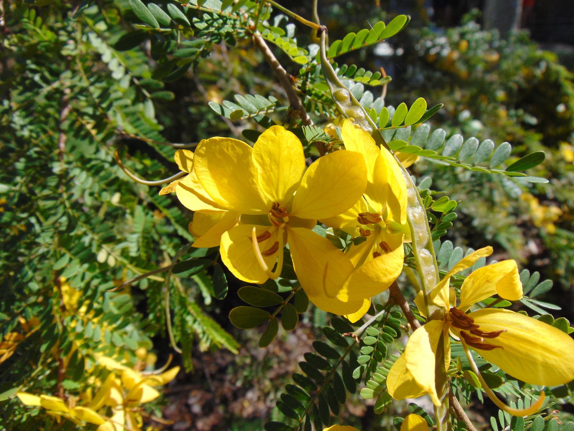 cassia seed plant Desert Cassia Cassia polyphylla 50 Seeds – R&B Floridaseeds