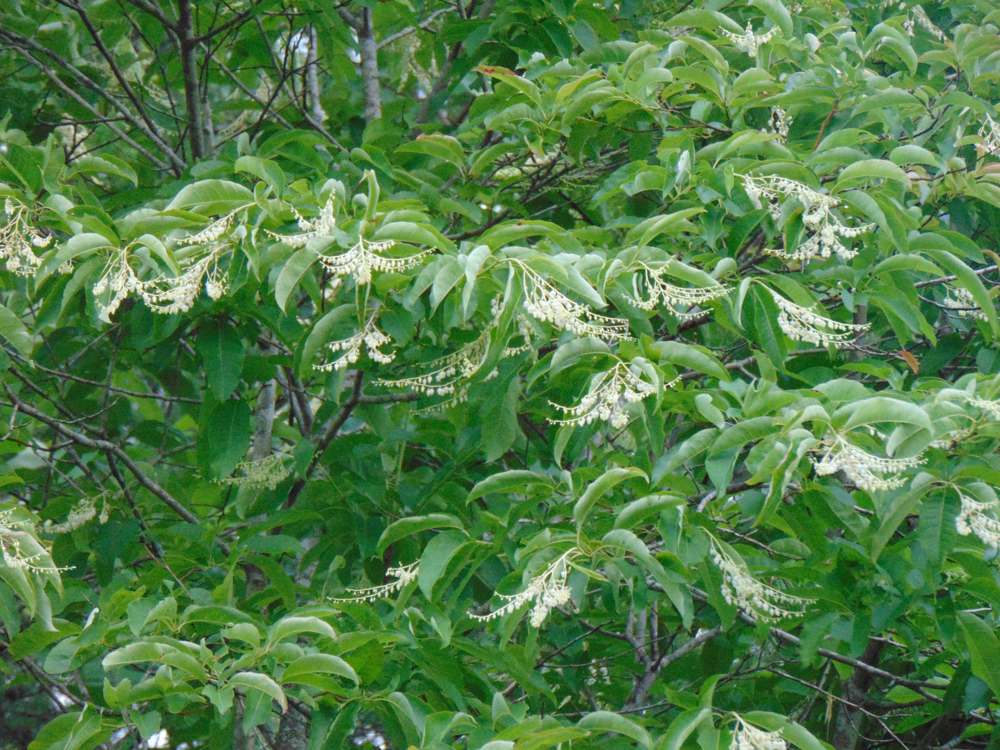 Sourwood Oxydendrum arboreum 100 Seeds