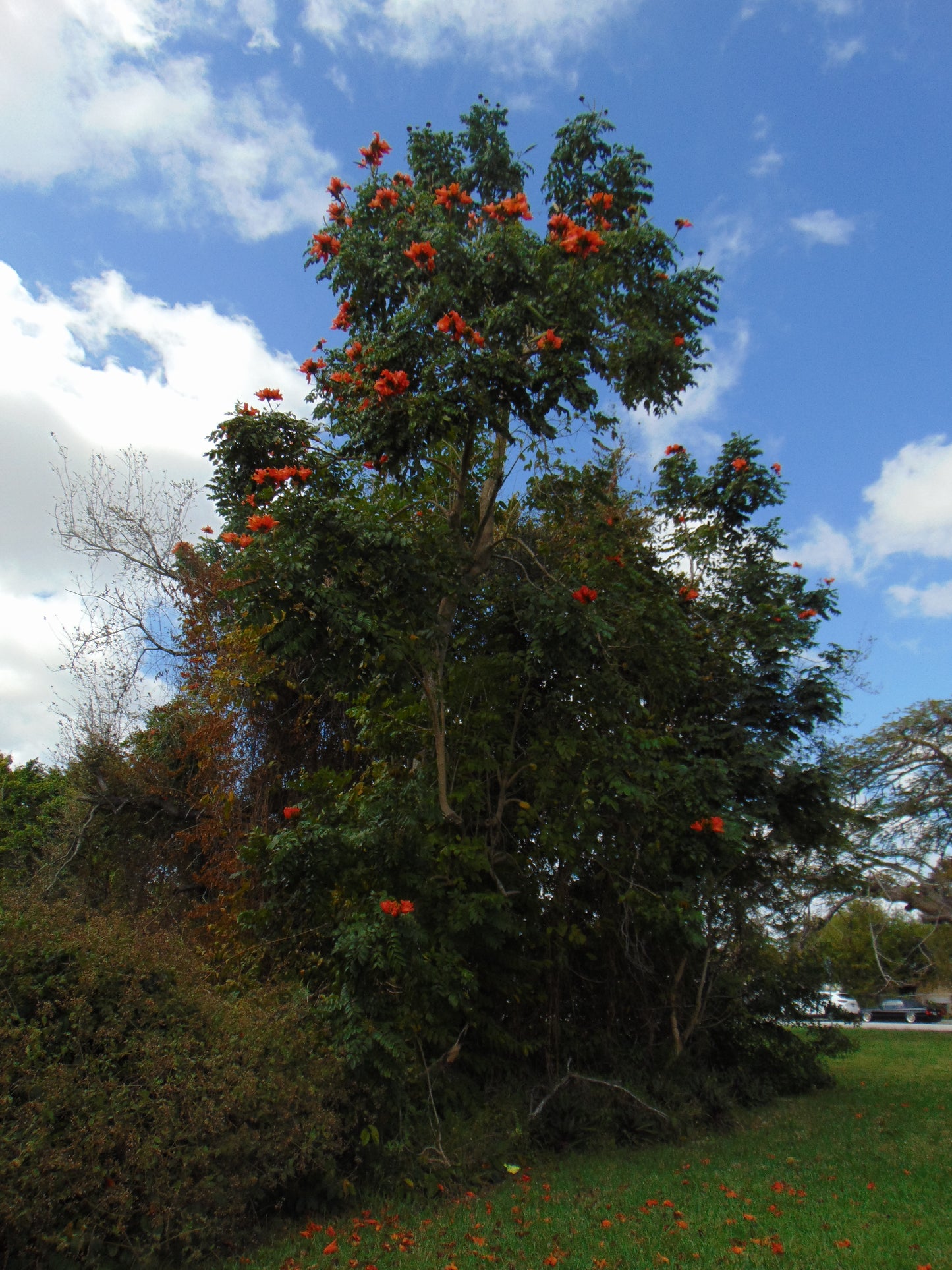 African Tulip Tree  20 Seeds  Spathodea campanulata