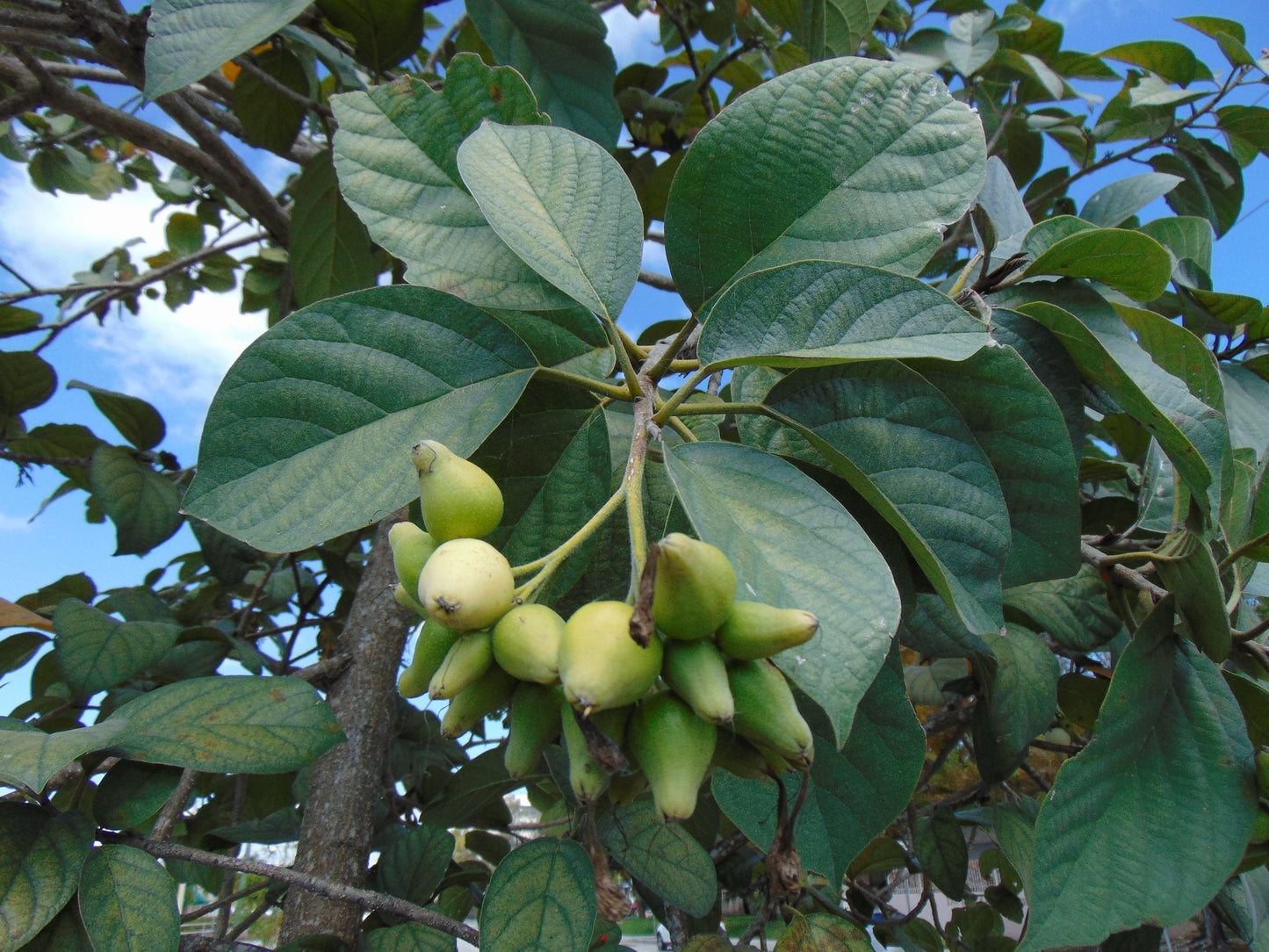 Geiger Tree  10 Seeds  Cordia sebestena
