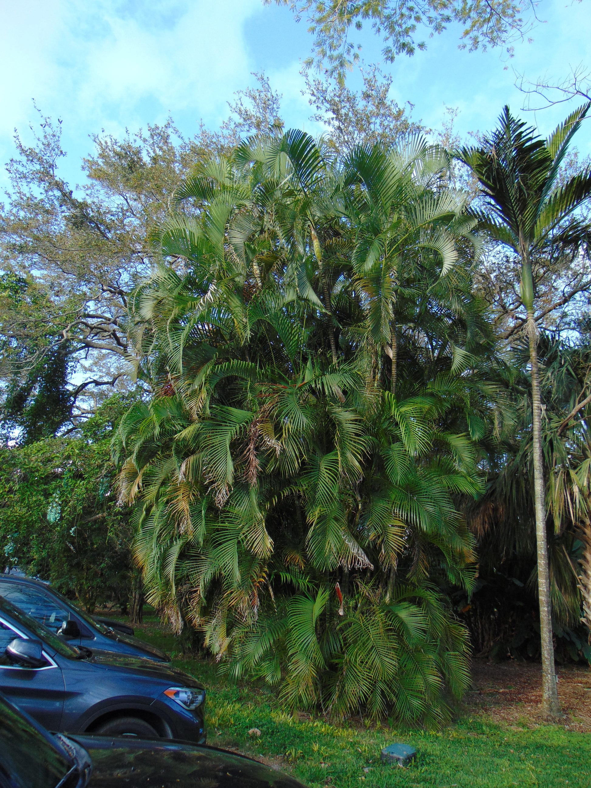 areca butterfly palm seeds Areca Palm 20 Seeds Butterfly Palm Chrysalidocarpus lutescens – R&B Floridaseeds