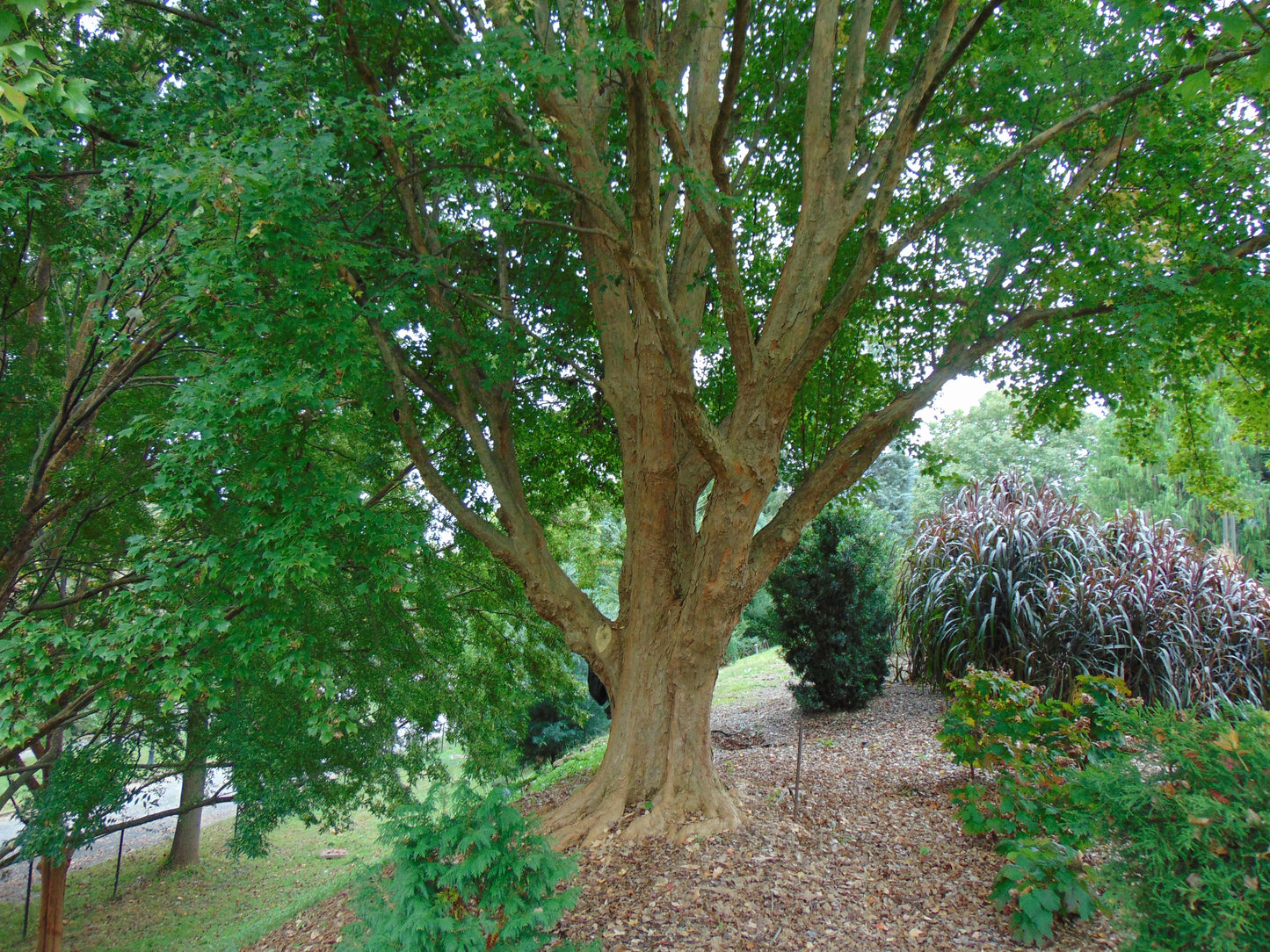 Trident Maple   100 Seeds   Acer buergerianum