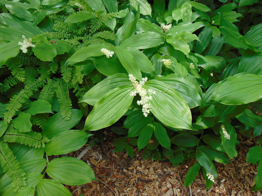 False Solomon's Seal   10 Seeds   Smilacina racemosa