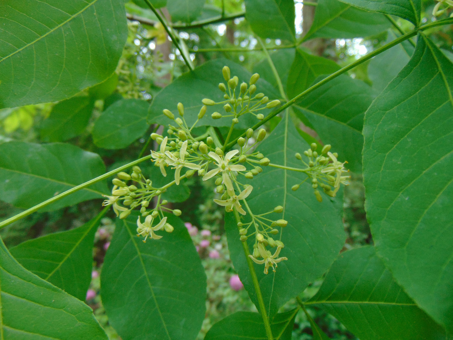 Hop Tree  Wafer Ash  Ptelea trifoliata  500 Seeds  USA Company