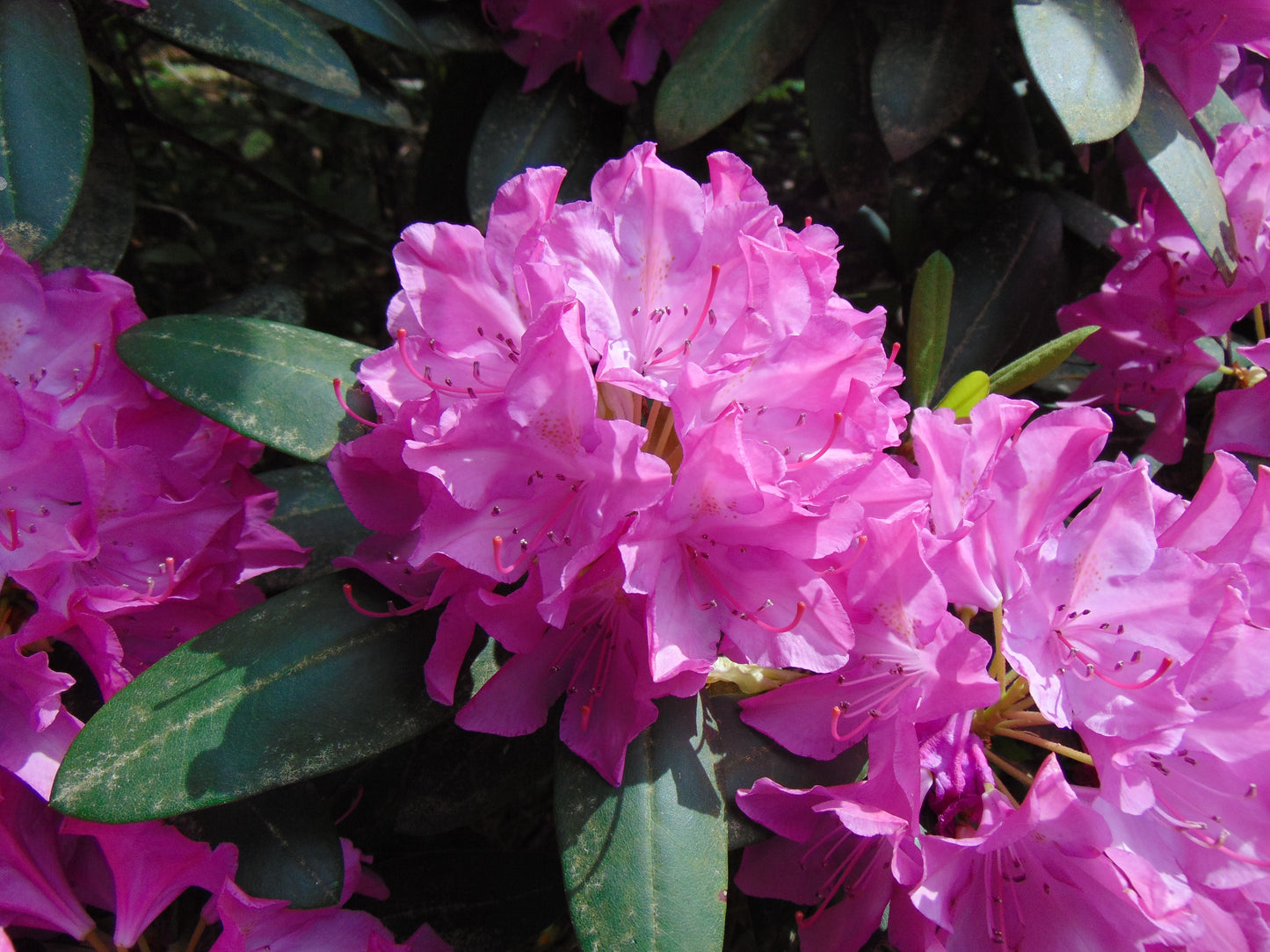 Catawba Rhododendron  50 Seeds  Rhododendron catawbiense