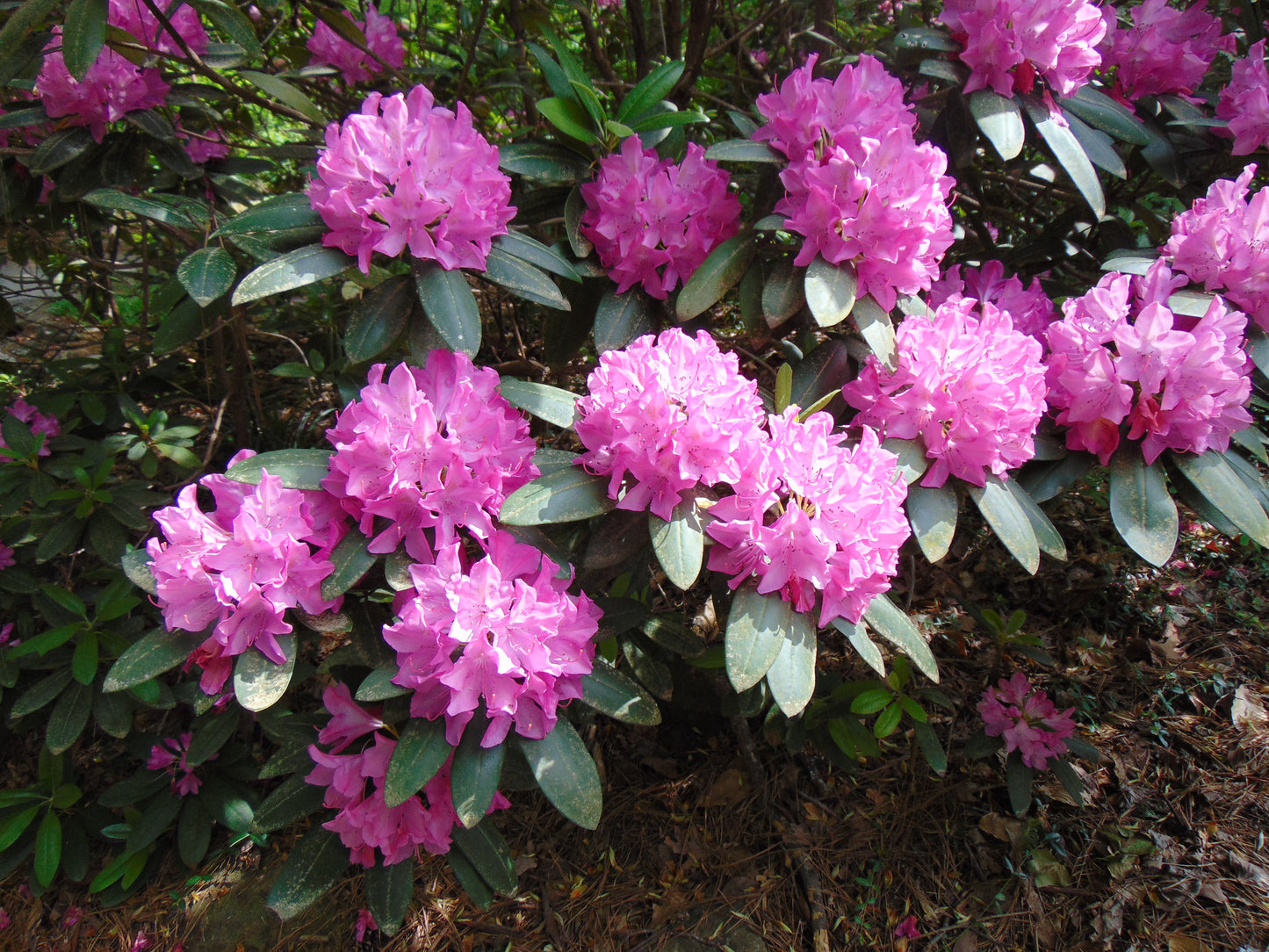 Catawba Rhododendron  50 Seeds  Rhododendron catawbiense