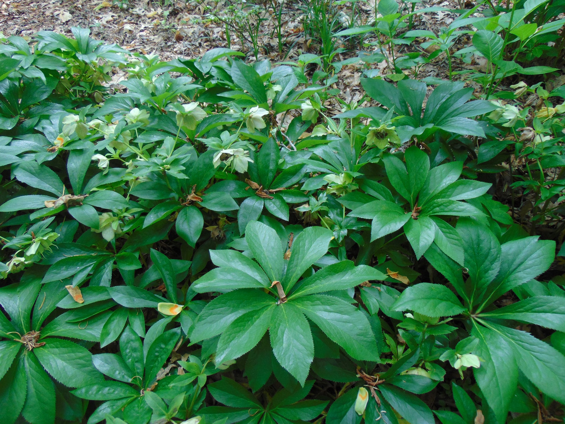 lenten rose seeds Lenton Rose 10 Seeds Helleboris orientalis – R&B Floridaseeds