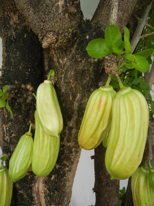 Guajilote  5 Seeds  Parmentiera aculeata  USA Company