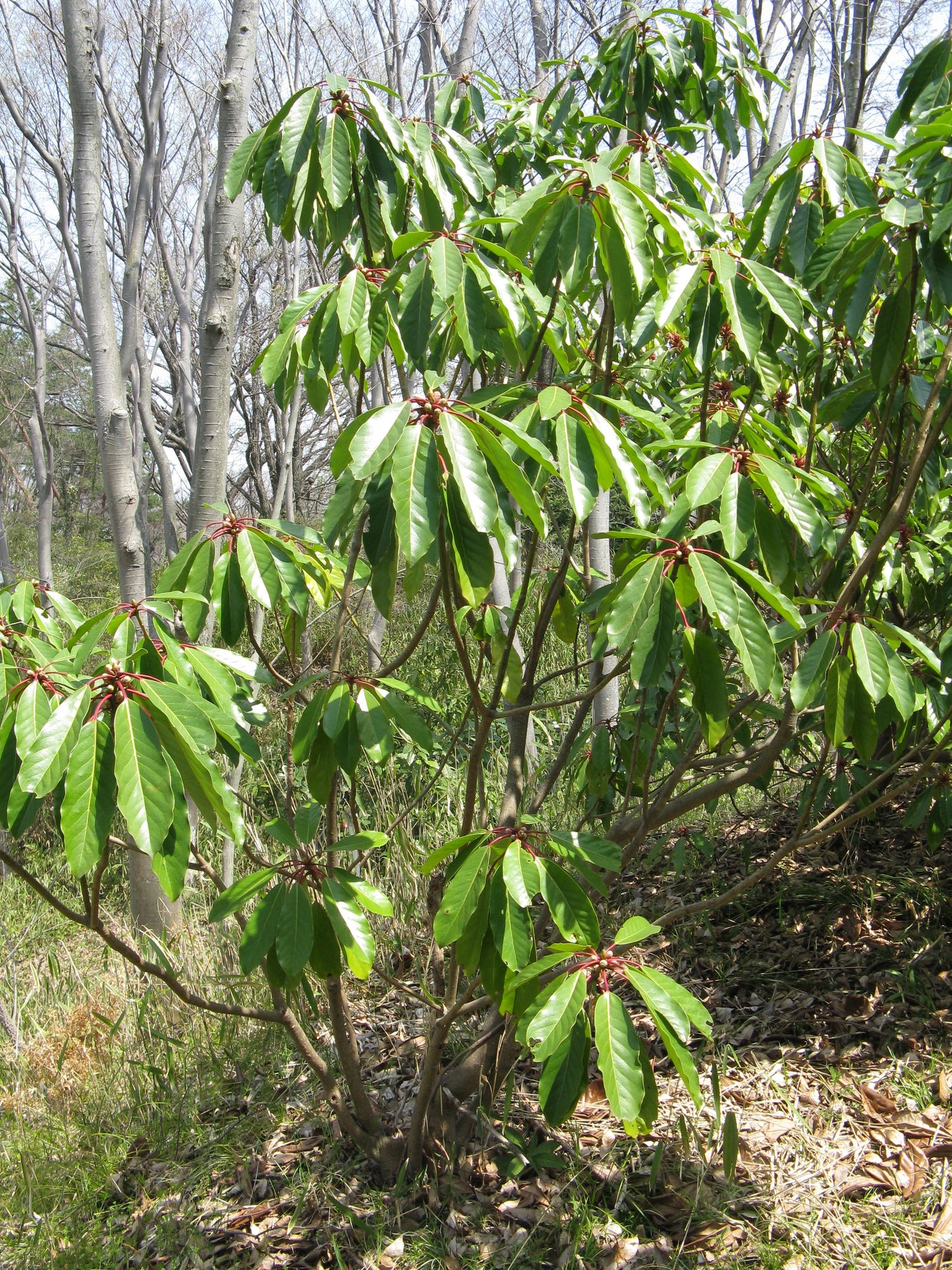 Daphniphyllum  5 Seeds  Daphniphyllum macropodum