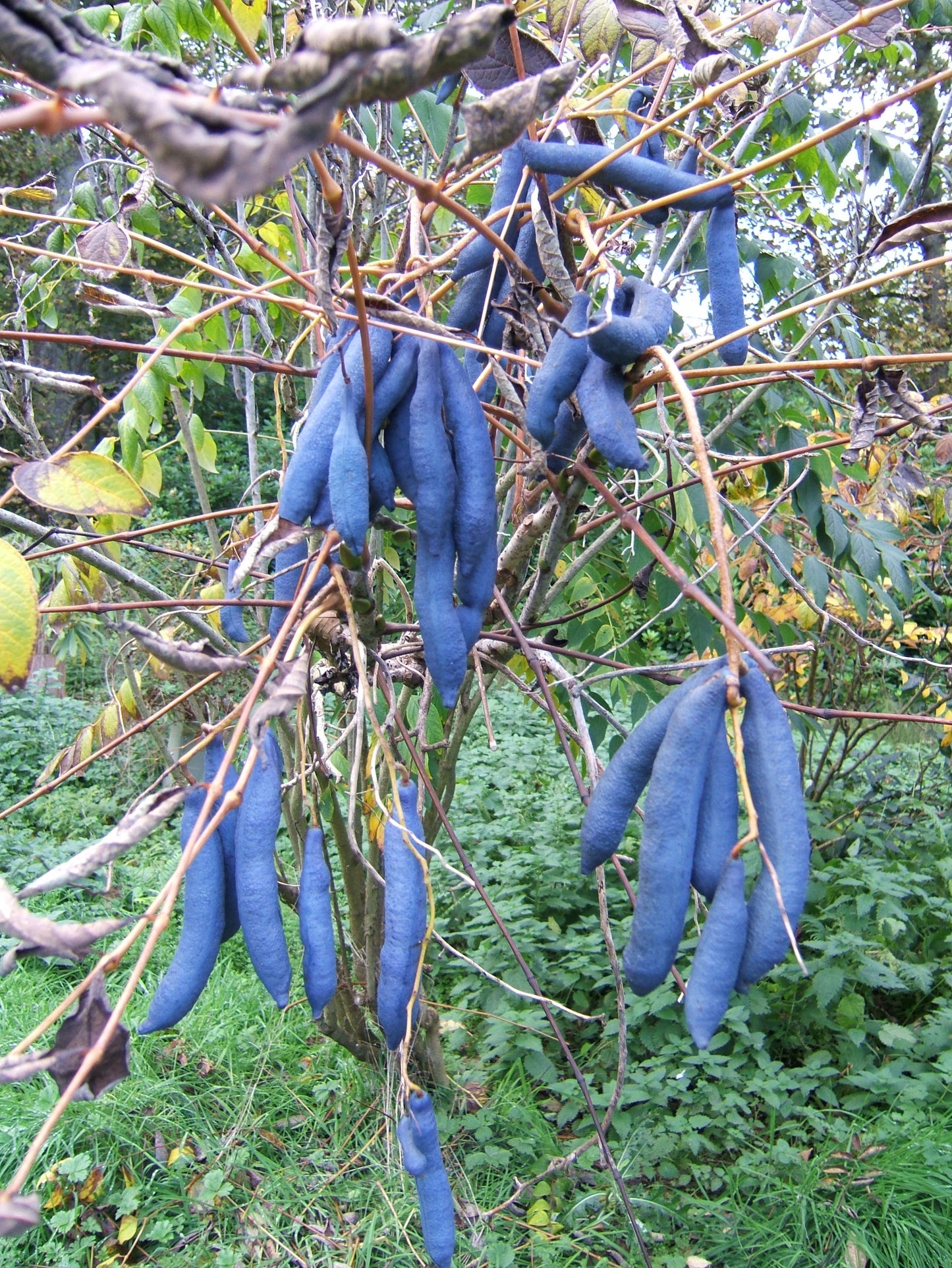 Blue Sausage Fruit   20 Seeds   Decaisnea fargesii
