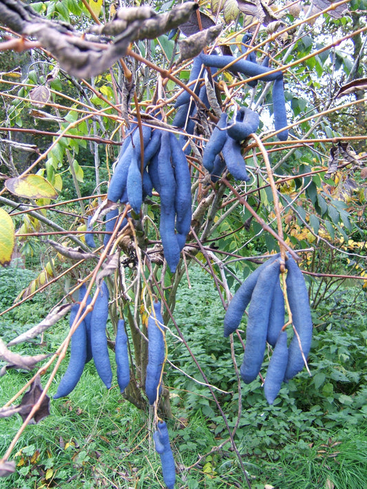 Blue Sausage Fruit   20 Seeds   Decaisnea fargesii