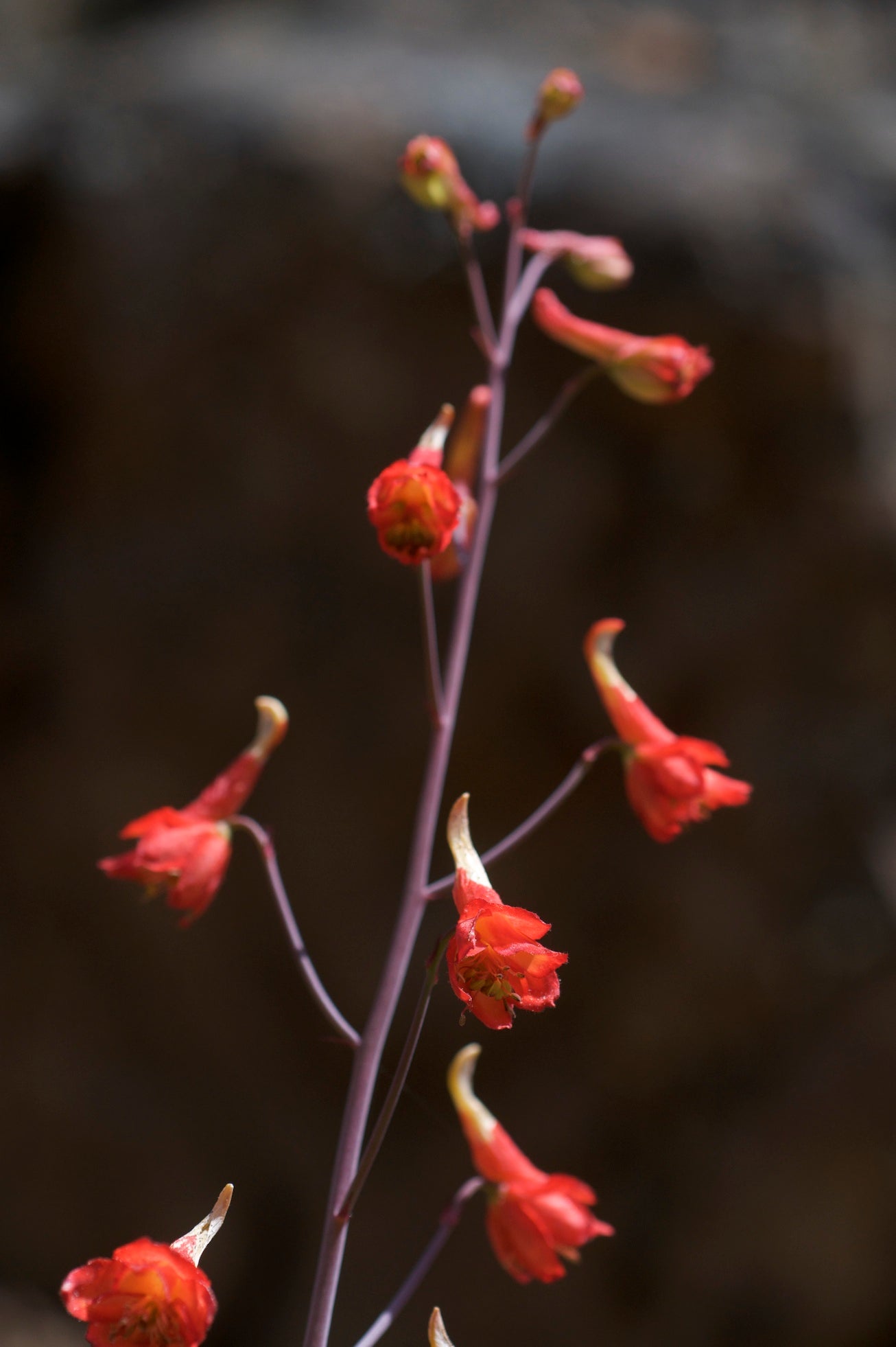 Red Larkspur  25 Seeds  Delphinium nudicaule