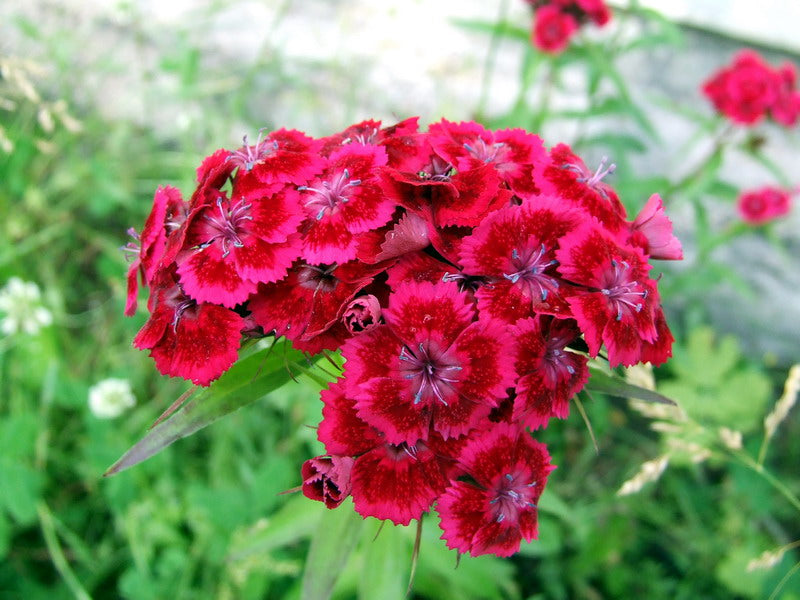 Sweet William  100 Seeds  Dianthus barbatus