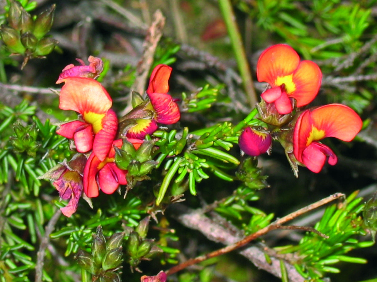 Showy Parrot-Pea   50 Seeds   Dillwynia sericea