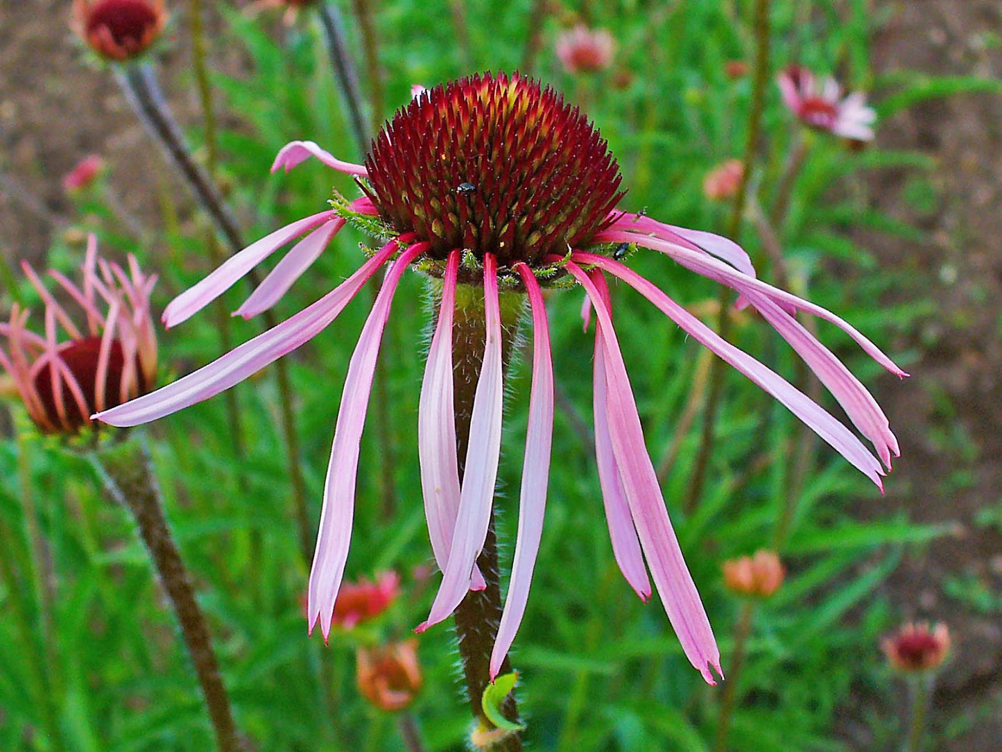 Pale Purple Coneflower  100 Seeds  Echinacea pallida