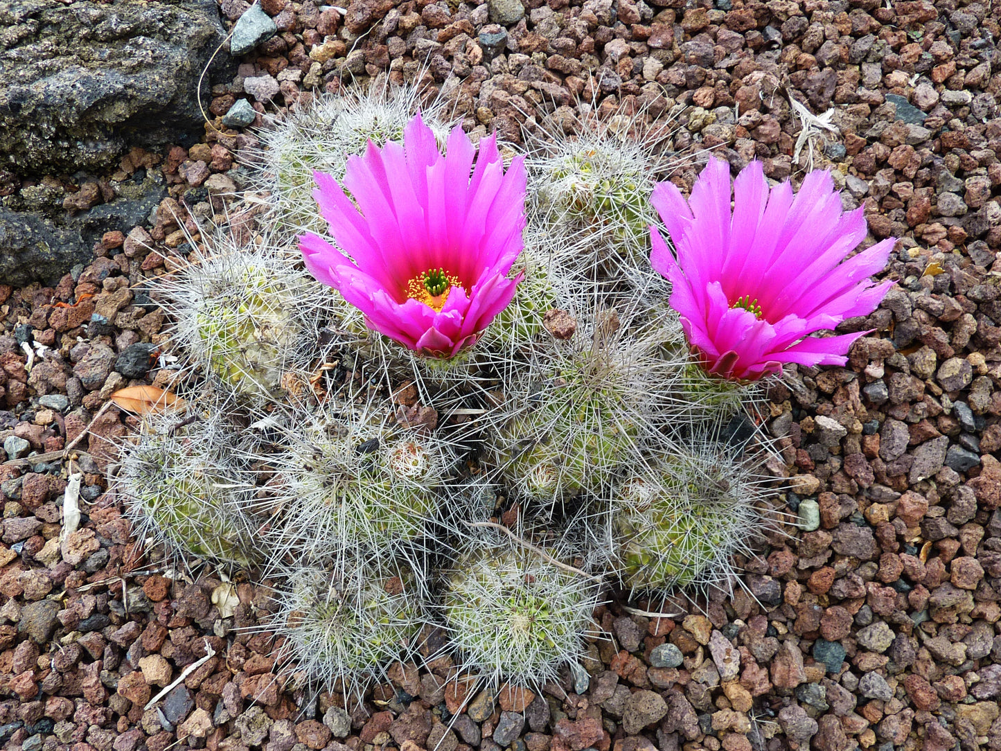 Strawberry Cactus  25 Seeds  Echinocereus stramineus
