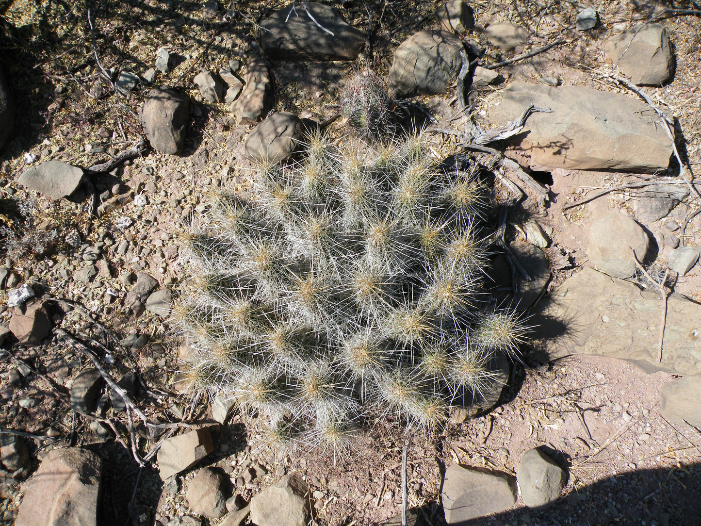 Strawberry Cactus  25 Seeds  Echinocereus stramineus