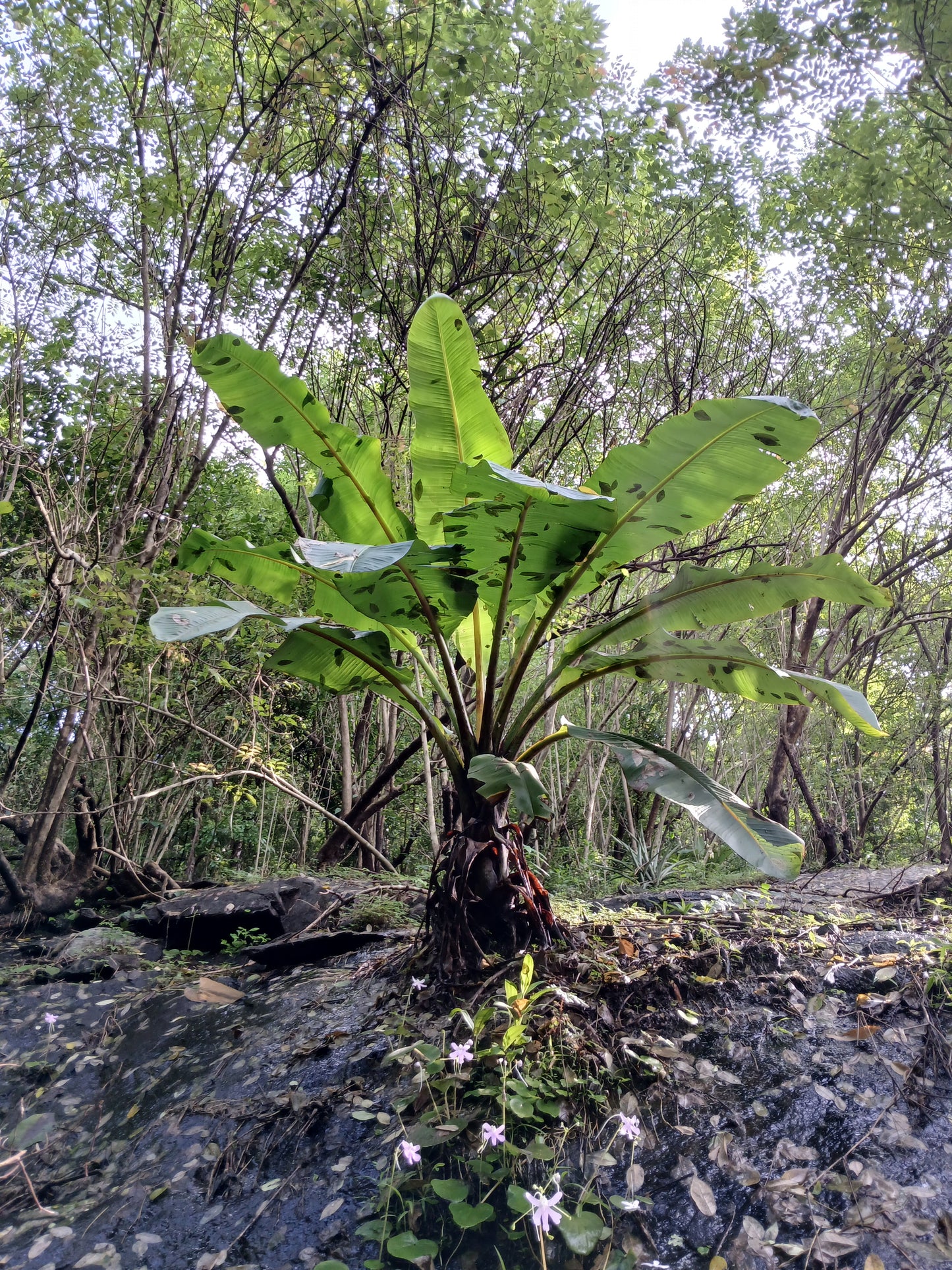 Hardy Cliff Banana   5 Seeds   Ensete superbum